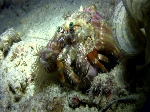Anemone hermit crab (Dardanus pedunculatus)