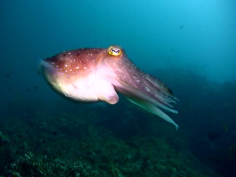 Broadclub cuttlefish (Sepia latimanus) changing color