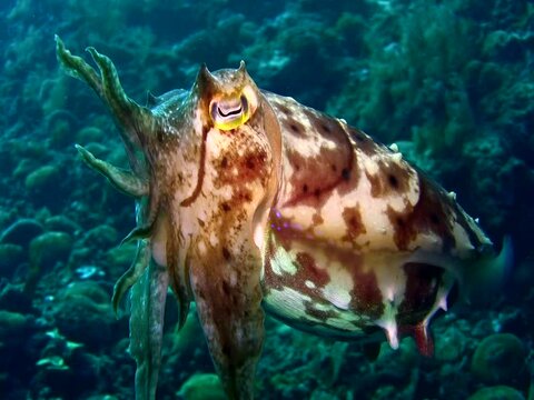 Broadclub cuttlefish (Sepia latimanus) changing color