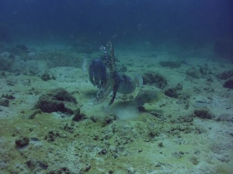 Pharaon cuttlefish (Sepia pharaonis) protecting its female