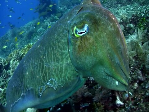 Pharaon cuttlefish (Sepia pharaonis) changing color