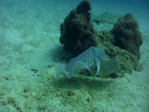 Pharaon cuttlefish (Sepia pharaonis) protecting its female