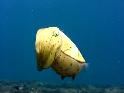 Needle cuttlefish (Sepia aculeata)