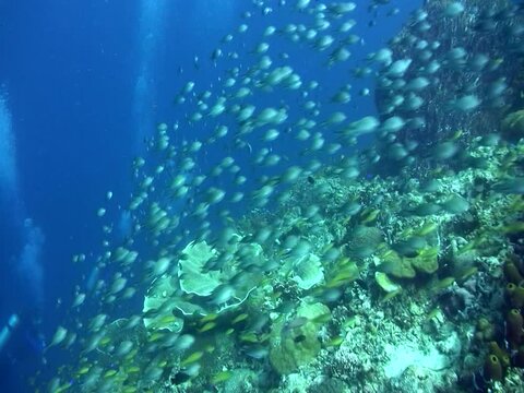 School of damselfishes over coral reef