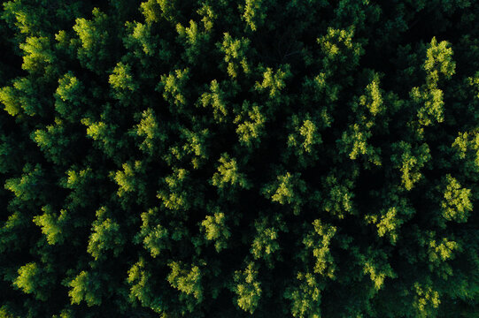 Forêt de peupliers au crépuscule en été © shocky