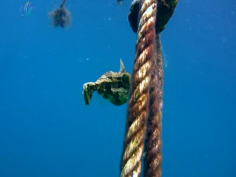 Strapweed filefish (Pseudomonacanthus macrurus)
