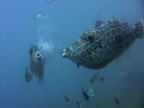 Scribbled filefish (Aluterus scriptus) eating jellyfish
