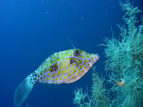 Scribbled filefish (Aluterus scriptus)