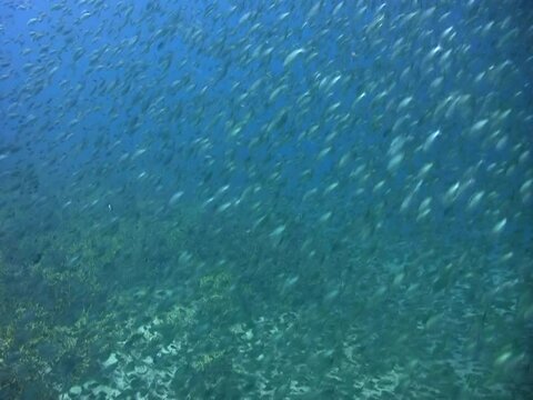 Huge school of damselfishes over coral reef