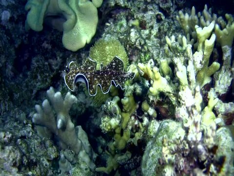 Flatworm (Acanthozoon sp.) swimming