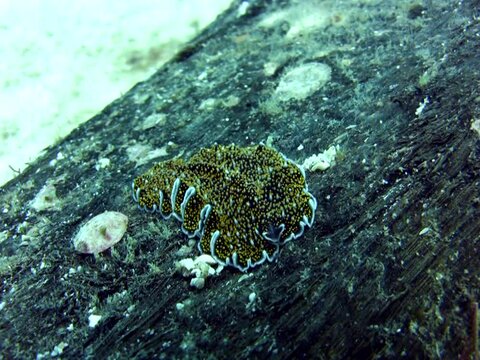 Flatworm (Acanthozoon sp.) moving