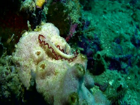 Flatworm (Maiazoon orsaki) moving