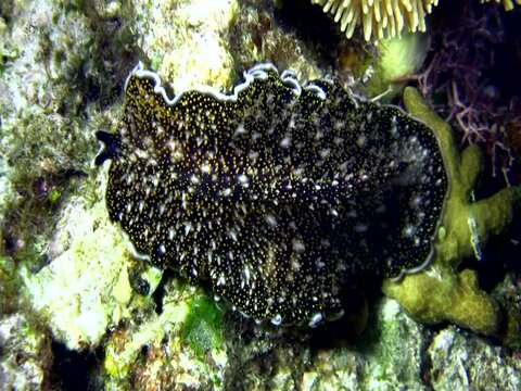 Flatworm (Acanthozoon sp.) moving