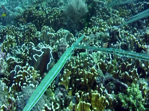 Smooth flutemouth (Fistularia commersonii) over coral reef