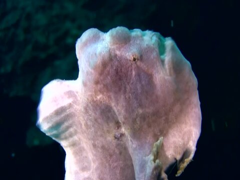 Giant frogfish (Antennarius commerson) swimming