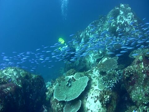 School of bluestreak fusilier (Pterocaesio tile) passing in front of diver