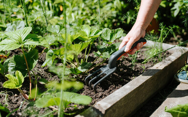 Working in vegetable garden concept. Close-up of an older woman's hand using hoe to tend strawberry patch