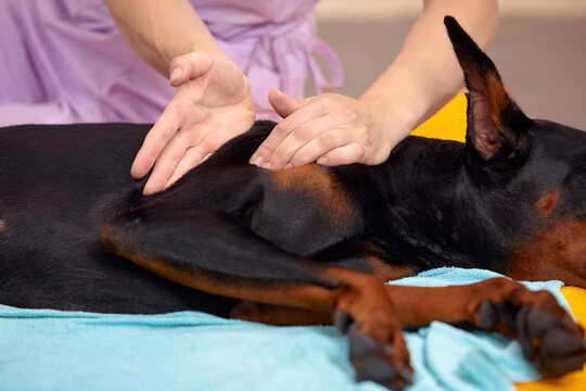 big dog lying on the floor and gets a massage on its thight