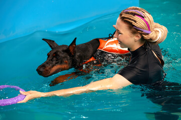 Dog in life jacket swim in the swimming pool with coach. Pet rehabilitation. Recovery training...