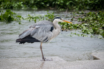 Gray heron standing on a stone bridge in the river.