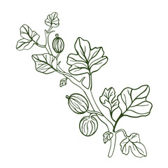 Gooseberry hand drawn vector illustration. Sketch berries and leaves drawing on white background.
