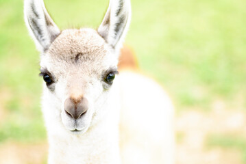 female llama, animal on the background of green grass
