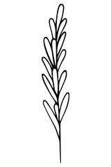 Rosemary. Sketch. A sprig of aromatic spice. Vector illustration. Outline on isolated background. Doodle style. Stem with leaves. Idea for web design, menu.