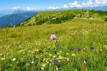 Round headed orchid (Traunsteinera globosa) pink flower on a mountain meadow at Ratitovec in Gorenjska, Slovenia