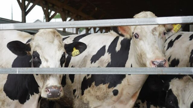 Rising shot of holstein cows in barn. Many heffers crowd eachother in dairy operation. Inhumane farming strategies.