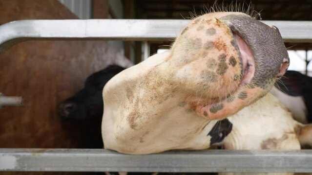 Extreme close up of holstein heffer sticking head through metal gate. Sticks out tongue.