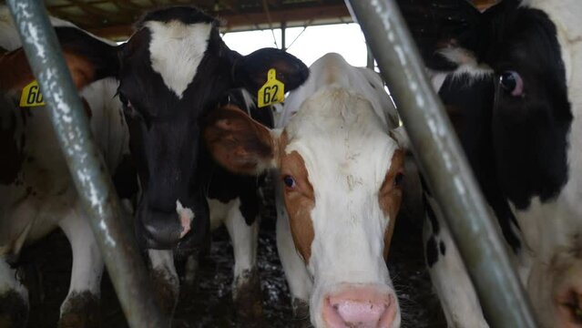 Push in on young heffer. Jersey calf sticks head through metal feed slot.