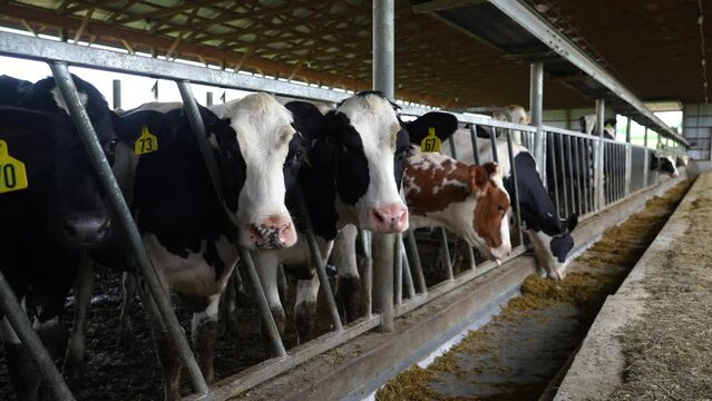 Pan to reveal herd of holstein and jersey heffers. Tagged cows in indoor dairy operation.