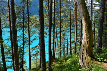 Pine forest and turquoise colored water of the Weissensee lake in Carinthia, Austria