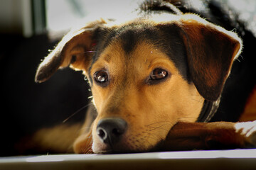 A dog of the Lithuanian hound breed lies with a thoughtful look on the windowsill