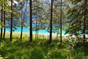 Conifer spruce (Picea abies) forest on the shore of Weissensee lake in Carinthia, Austria
