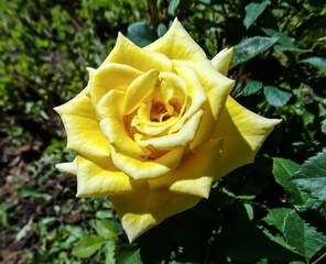 Yellow rose close up. Artistic image of beautiful flower for greeting cards
