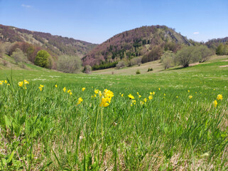 spring in the Kopaonik national park in Serbia
