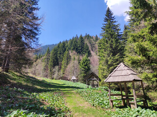 spring in the Kopaonik national park in Serbia