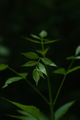 leaves on a black background