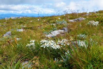 Group of edelweiss (Leontopodium nivale) flowers in selective focus on a meadow at the top of Sneznik mountain