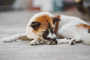 Stray dogs scratch their feet with their mouths caused by fleas.