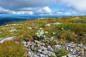 Group of white edelweiss (Leontopodium nivale) flowers in selective focus at the top of Sneznik mountain and the view of Sneznik plateau