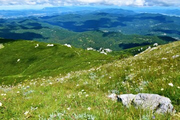 Fototapeta na wymiar Meadow at the top of Sneznik mountain with white flowers and the view of forest covered Sneznik plateau in Notranjska, Slovenia