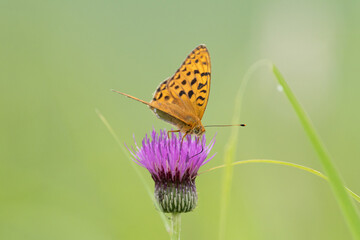 ノアザミとチョウ