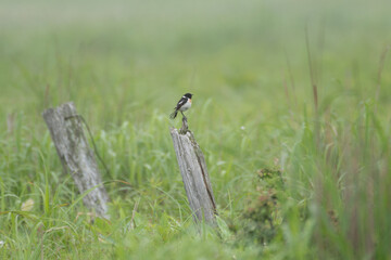夏の高原で見れる野鳥　ノビタキ