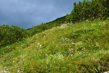 Meadow bellow Sneznik mountain and mugo pine (Pinus mugo) around it with white flowers