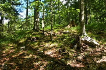 Mixed broadleaf and conifer temperate forest with sunlight shining on the grass growing on the ground - obrazy, fototapety, plakaty