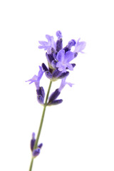 Fototapeta na wymiar Lavender flower in bloom isolated on white background