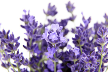 Fresh lavender flowers isolated on white