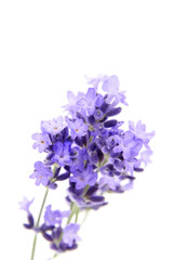 Blooming lavender flower isolated on white background